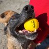 Piłka Waboba - Fetch (Dog Ball) - do zabawy w wodzie z Twoim pupilem