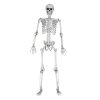 Szkielet człowieka 170 cm